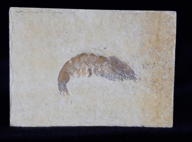 Franconipenaeus meyeri OPPEL 1862 - Bild © FossNet FossilienStore